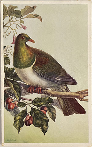 (front of postcard) The N.Z. Pigeon on branches of Puriri, Vitex lucens