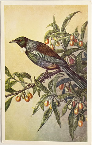 (front of postcard) The Tui on branch of fruiting Poroporo, Solanum aviculare