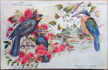 (front of postcard) Worsley postcard, Rata, Huia, Ribbon-Wood, Kingfisher