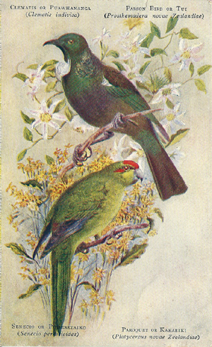 (front of postcard) Worsley postcard, Clematis, Tui, Senecio, Kakariki