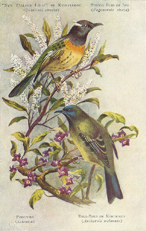 (front of postcard) Worsley postcard, New Zealand Lilac, Stitch Bird, Poroporo, Bellbird