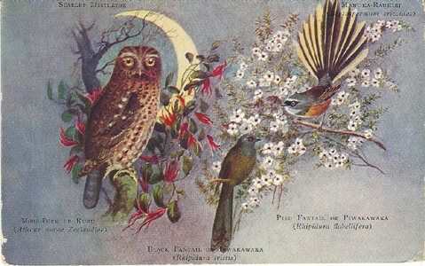 Worsley postcard, Scarlet Mistletoe, Morepork, Manuka-Raukiri, Pied Fantail or Piwakawaka, -- LINK to larger image