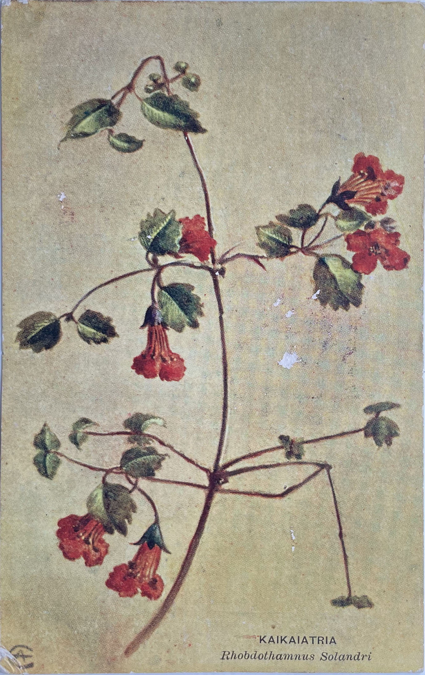 Atkinson postcard, KAIKAIATRIA, Rhobdothamnus Solandri, -- LINK to larger image
