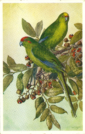 (front of postcard) Red-fronted and Yellow-fronted Parrakeets on branch of fruiting Titoki, Alectryon excelsum