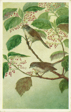 (front of postcard) The Brown Creeper on branch of flowering makomako, Aristotelia racemosa
