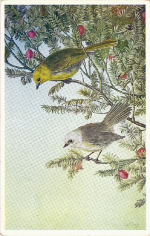 (front of postcard) The Whitehead and Yellowhead on spays of fruiting Miro, Podocarpus ferrugineus