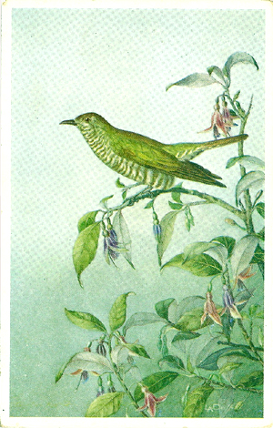 Daff postcard, The Shining Cuckoo on branch of flowering Kotukutuku, Fuchsia excoticata