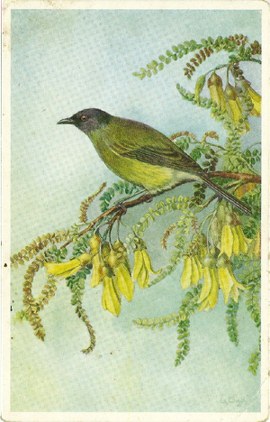 Daff postcard, The Bellbird on branch of flowering Kowhai