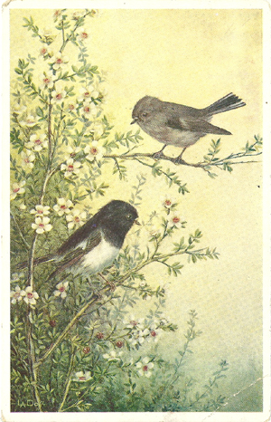(front of postcard) The North Island or White-breasted Tomtit on sprays of Manuka, Leptospernum scoparium