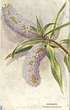 Atkinson postcard, Koramiko, Veronica Salicifolia, -- LINK to larger image