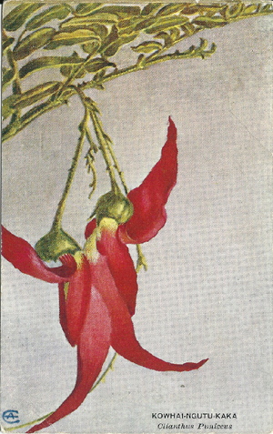 (front of postcard) Kowhai-ngutu-Kaka, Clianthis puniceus