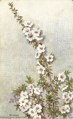 (front of postcard) Manuka, Septospermum scoparium