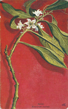 Atkinson Postcard, Ngaio, Myoporum loctum, -- LINK to larger image
