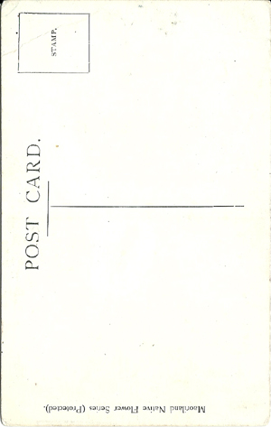 (back of postcard) Ngaio, Myoporum loctum