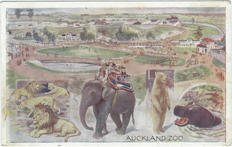 (front of postcard) Wilson Bros., Auckland Zoo
