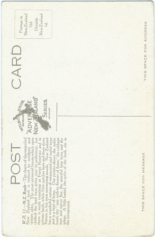 (back of postcard) Wilson Bros. Postcard, New Zealand Bush (North Island)