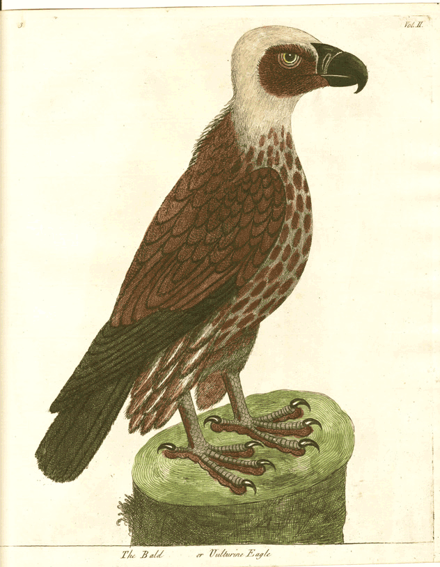 Albin, The Bald or Vulturine Eagle