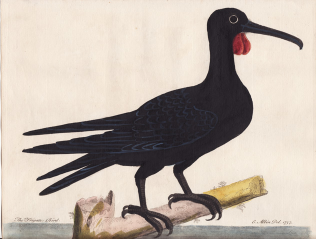 Albin, The Frigate Bird