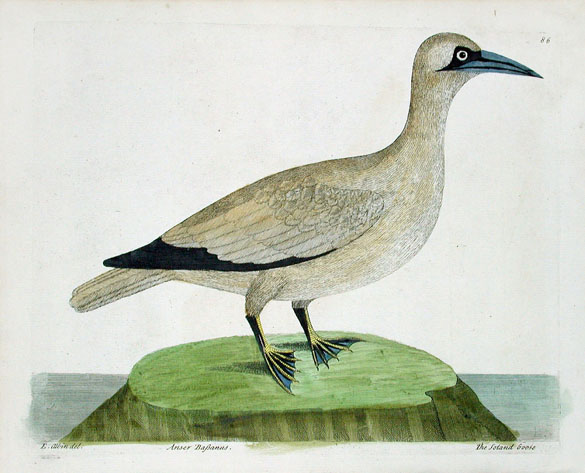 Albin, Solan goose or gannet