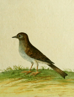 Albin, Hedge Sparrow