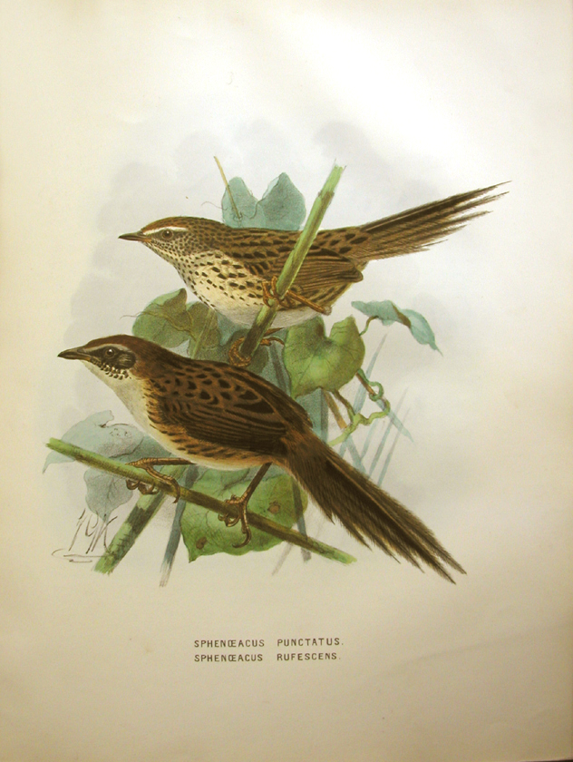 Fernbird