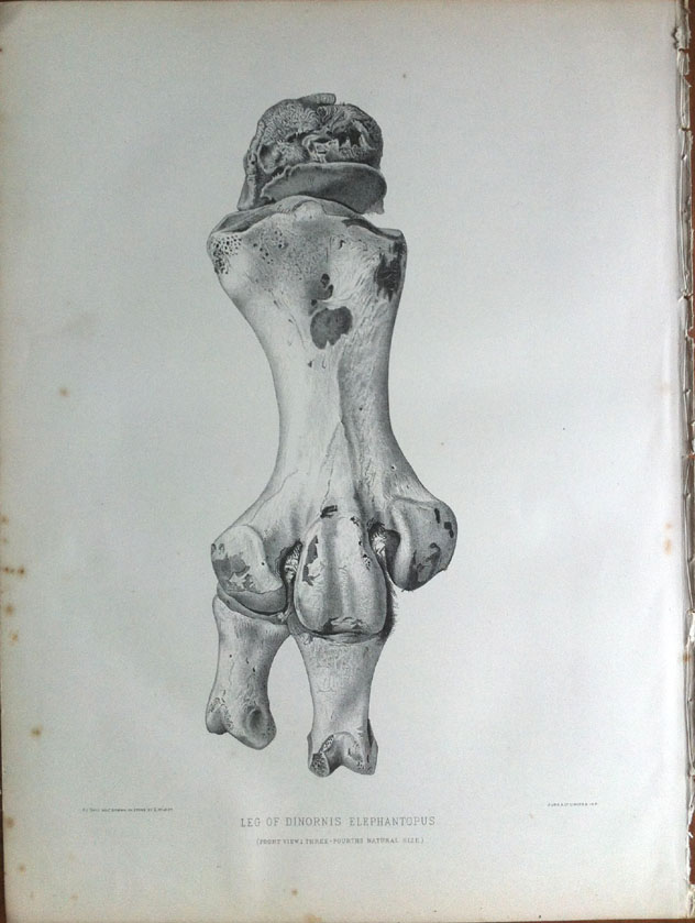 Leg of Dinornis elephantopus (front)