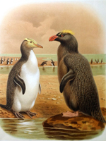 Yellow-crowned penguin, Black penguin