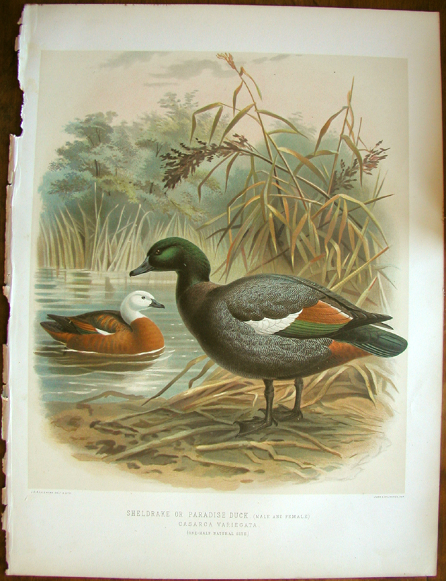 Sheldrake or Paradise Duck
