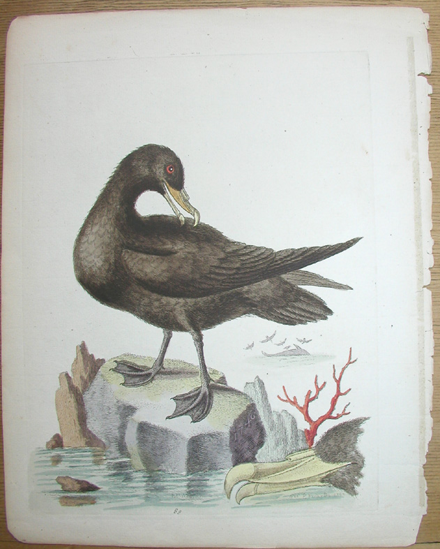George Edwards, Black petrel