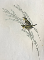 John Gould, Green backed zosterops