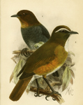 White-browed Shortwing, White-browed Jungle Flycatcher