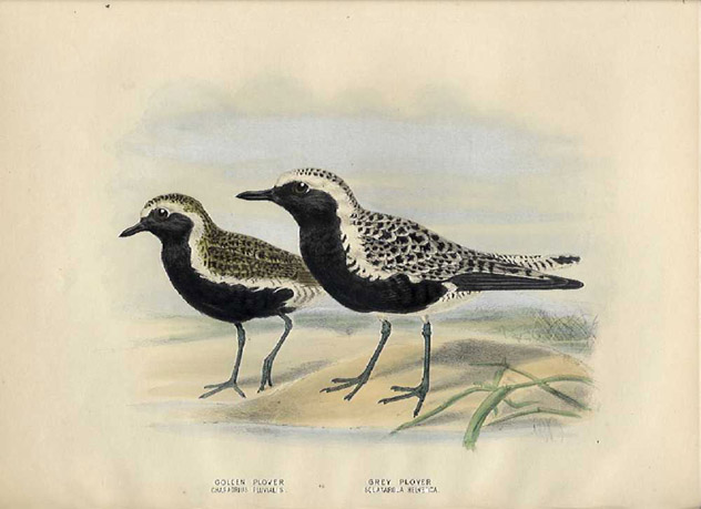 Golden and Grey Plovers