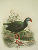 Green-backed Gallinule
