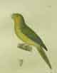 Yellow-crowned parakeet