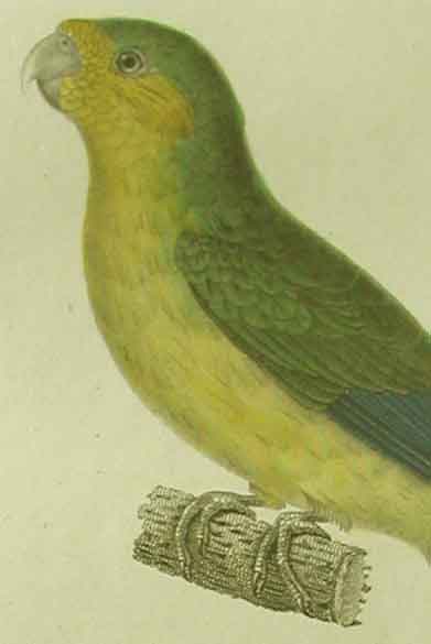 Yellow-crowned parakeet close-up