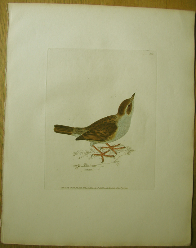 Hedge Warbler (Dunnock)