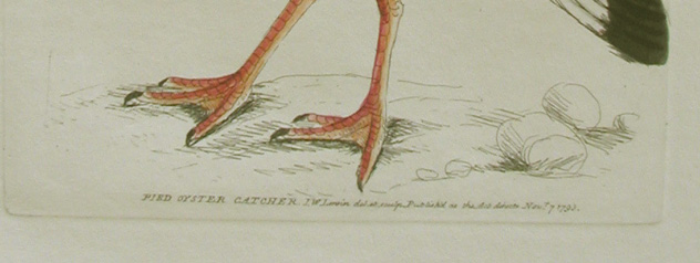 Print title; bird, artist, date