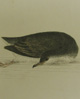 Shearwater petrel