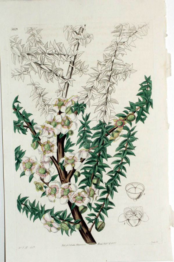 Curtis, Tea tree, Leptospernum scoparium
