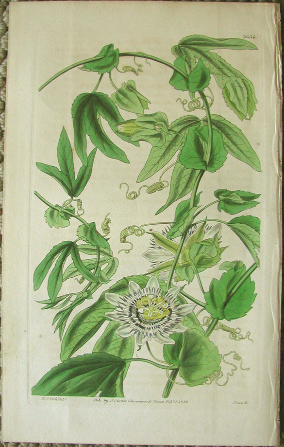 Passion flower, Passiflora tucumanensis