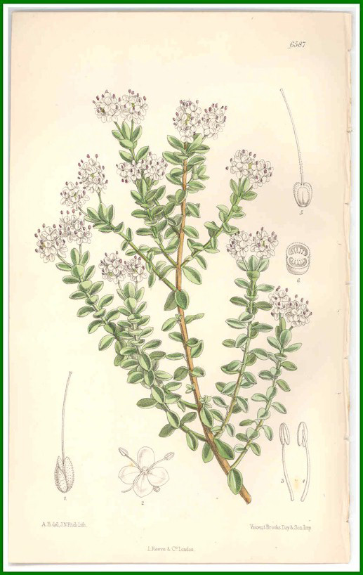 Curtis, Veronica carnosula (pinguifolia), Hebe