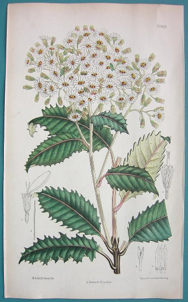 Curtis, Olearia macrodonta