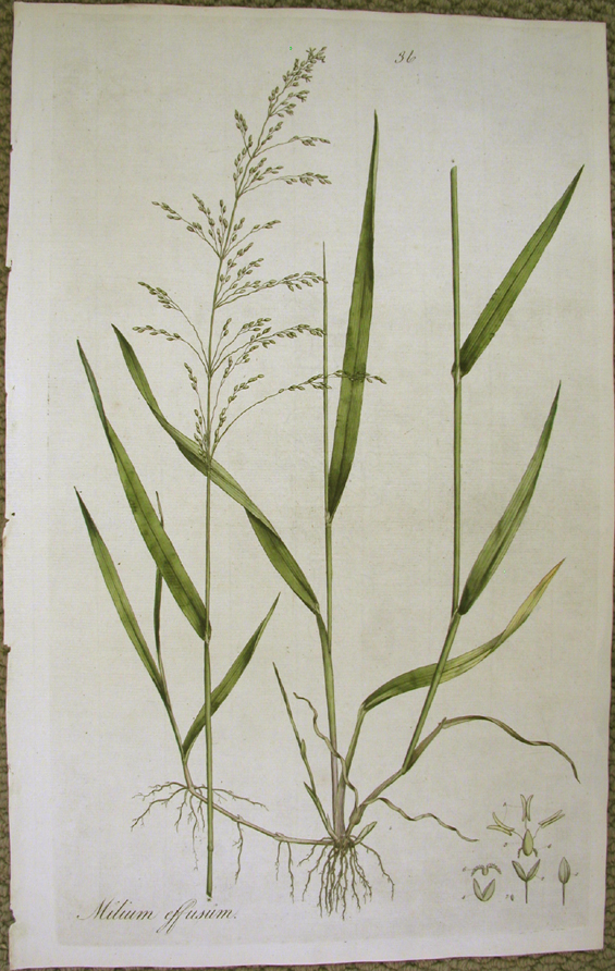 Millet Grass