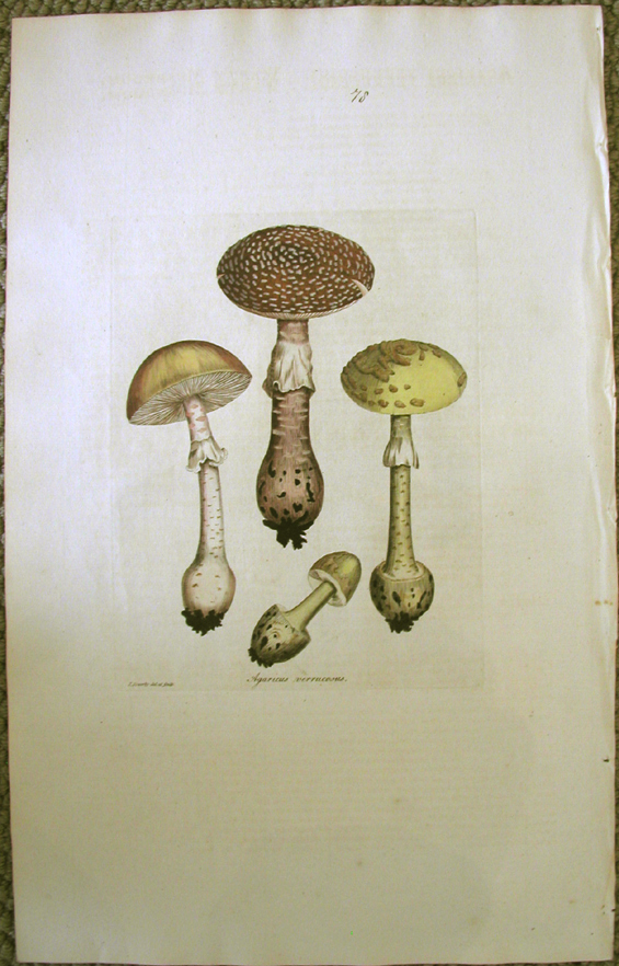 Warty Mushroom