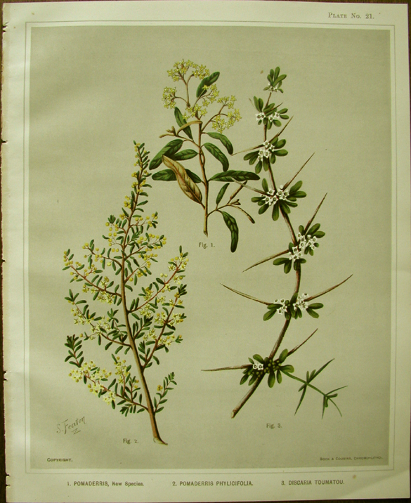 Sarah Featon, 1. Pomaderris. 2. Pomaderris Phylicifolia. 3. Discaria Toumatou.