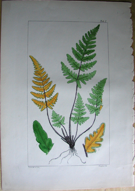 Ferns, Cheilanthes chrysophylla. Tab 1