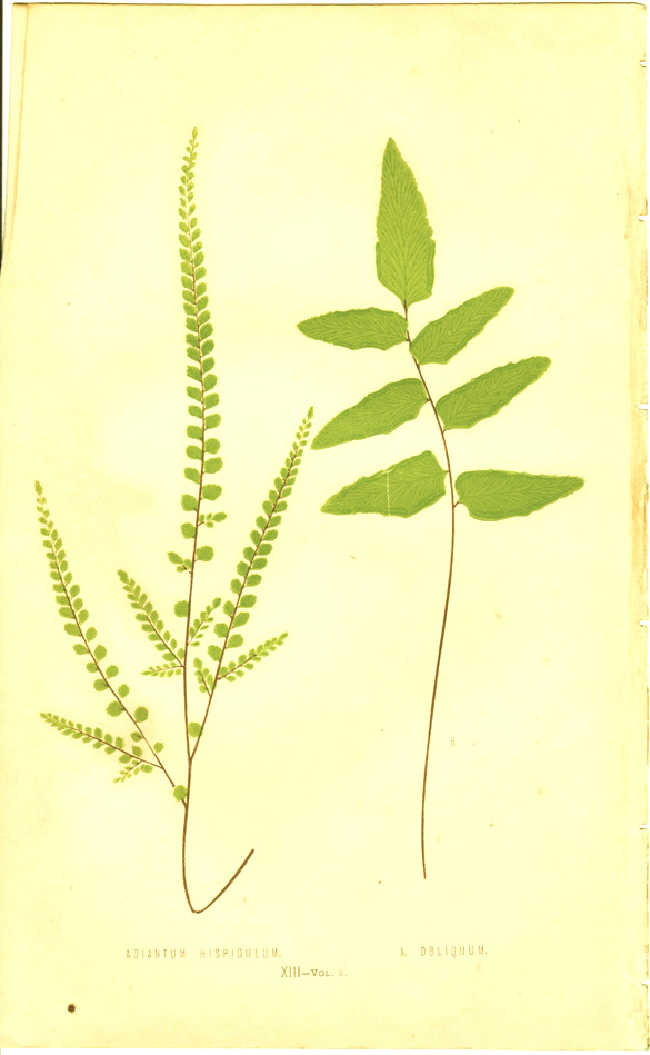 Lowe, Adiatum hispidulum & A. obliquum