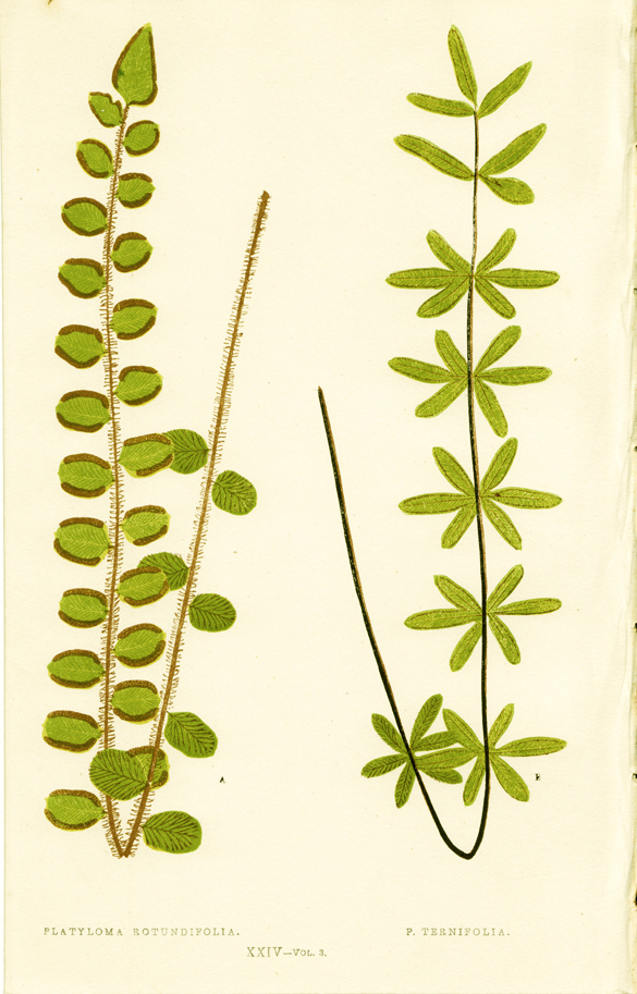 Lowe, Platyloma rotundfolia, P. ternifolia