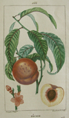 Turpin, Peach (peach tree)
