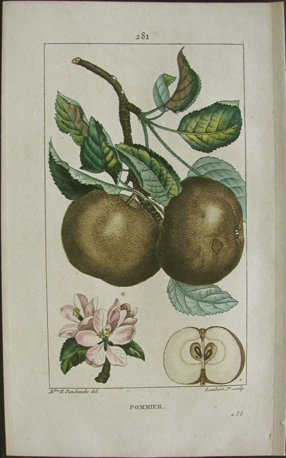 Turpin, Pommier, (apple-tree)